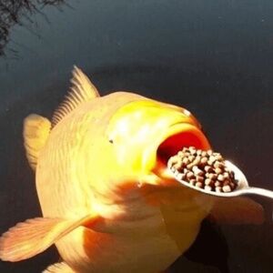Meet your Posher, Carpy